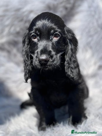 Cocker Spaniel Inglés perros en Barcelona - Anuncio 4