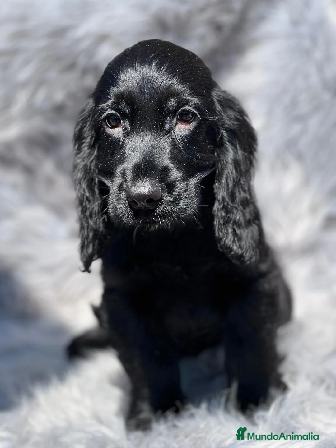 Cocker Spaniel Inglés perros en venta: Cocker inglés negro en Barcelona - Anuncio 1