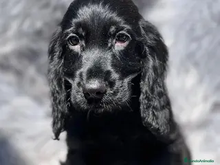 Cocker Spaniel Inglés perros Cocker inglés negro en Barcelona - Anuncio 11