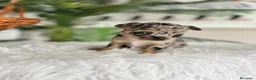Chihuahua perros en venta: CHIHUAHUA MERLE - Anuncio 6