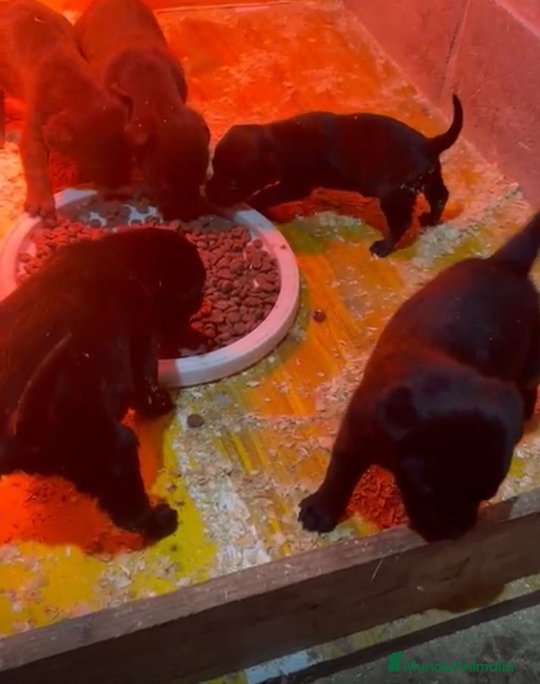 Labrador Retriever perros en venta: Labrador retriever  - Anuncio 6