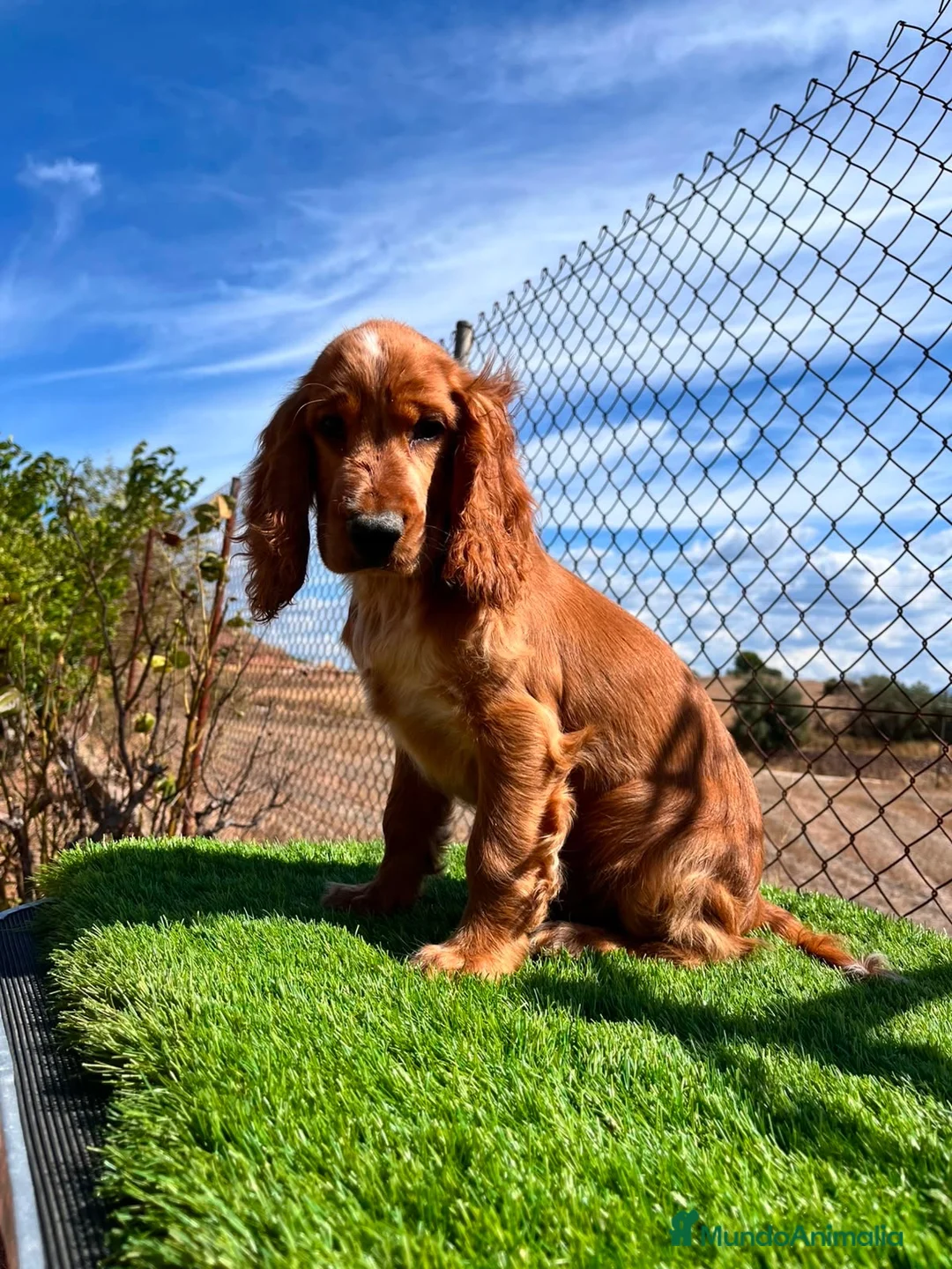 Cocker Spaniel Inglés perros en venta: Cocker inglés dorado - Anuncio 2