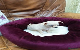 Chihuahua perros en venta: Chihuahua toy - Imagen 12