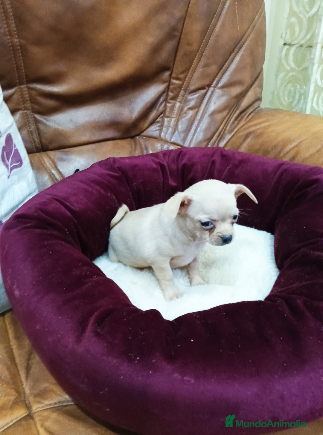 Chihuahua perros en venta: Chihuahua toy - Imagen 12