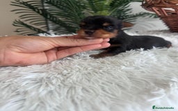 Yorkshire Terrier perros en venta: YORKSHIRE TERRIER - Imagen 15