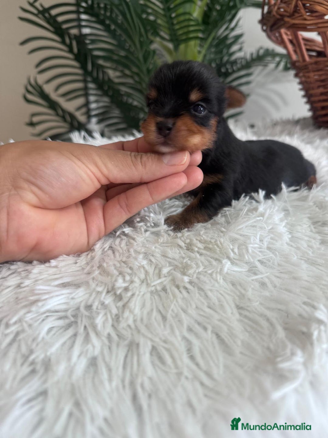 Yorkshire Terrier perros en venta: YORKSHIRE TERRIER - Imagen 15