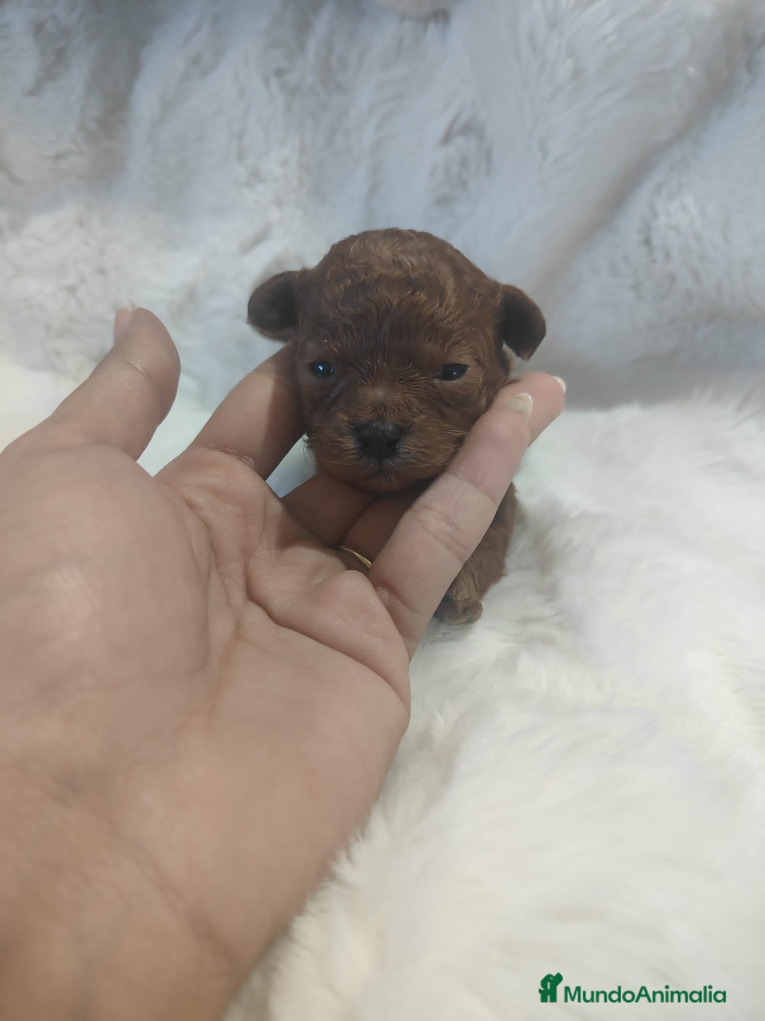 Caniche Toy perros Hembra asiática roja - Anuncio 1