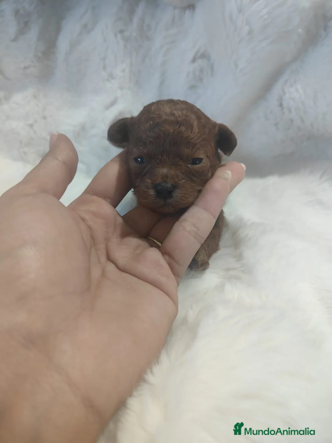 Caniche Toy perros en venta: Hembra asiática roja - Anuncio 1