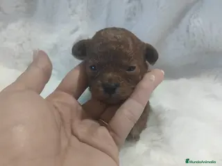 Caniche Toy perros Hembra asiática roja - Anuncio 1