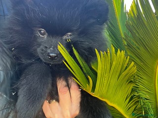 Pomerania perros Pomerania - Anuncio 7