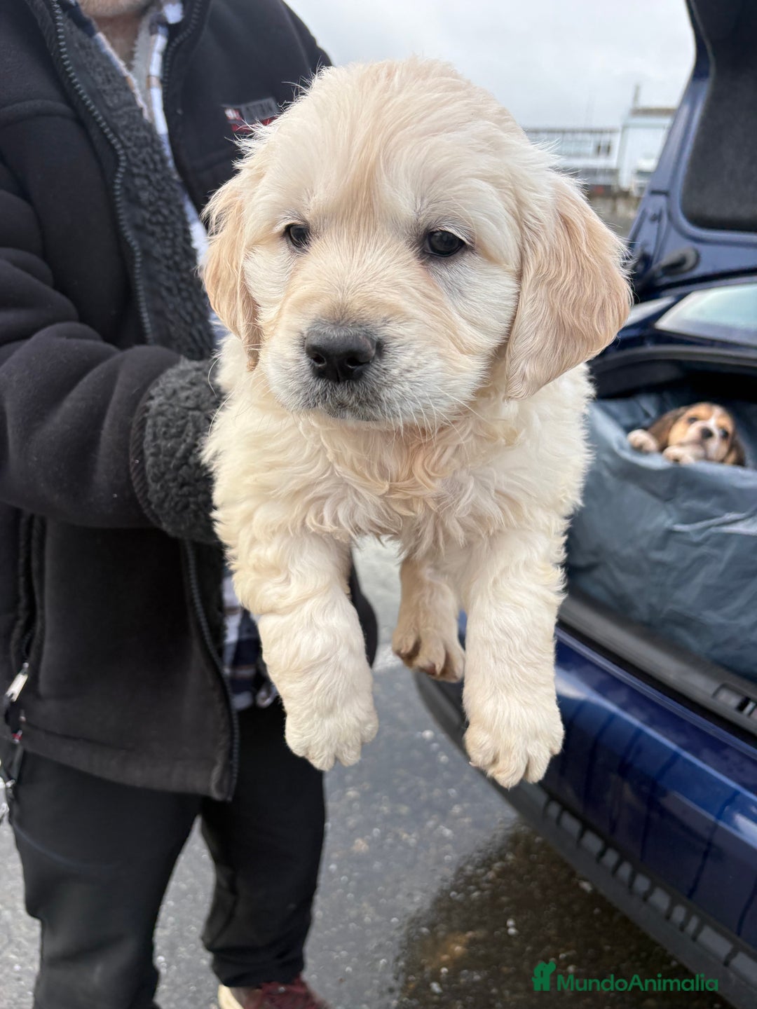 Golden Retriever perros en venta: Golden Retriever un lujo de cachorro - Anuncio 3