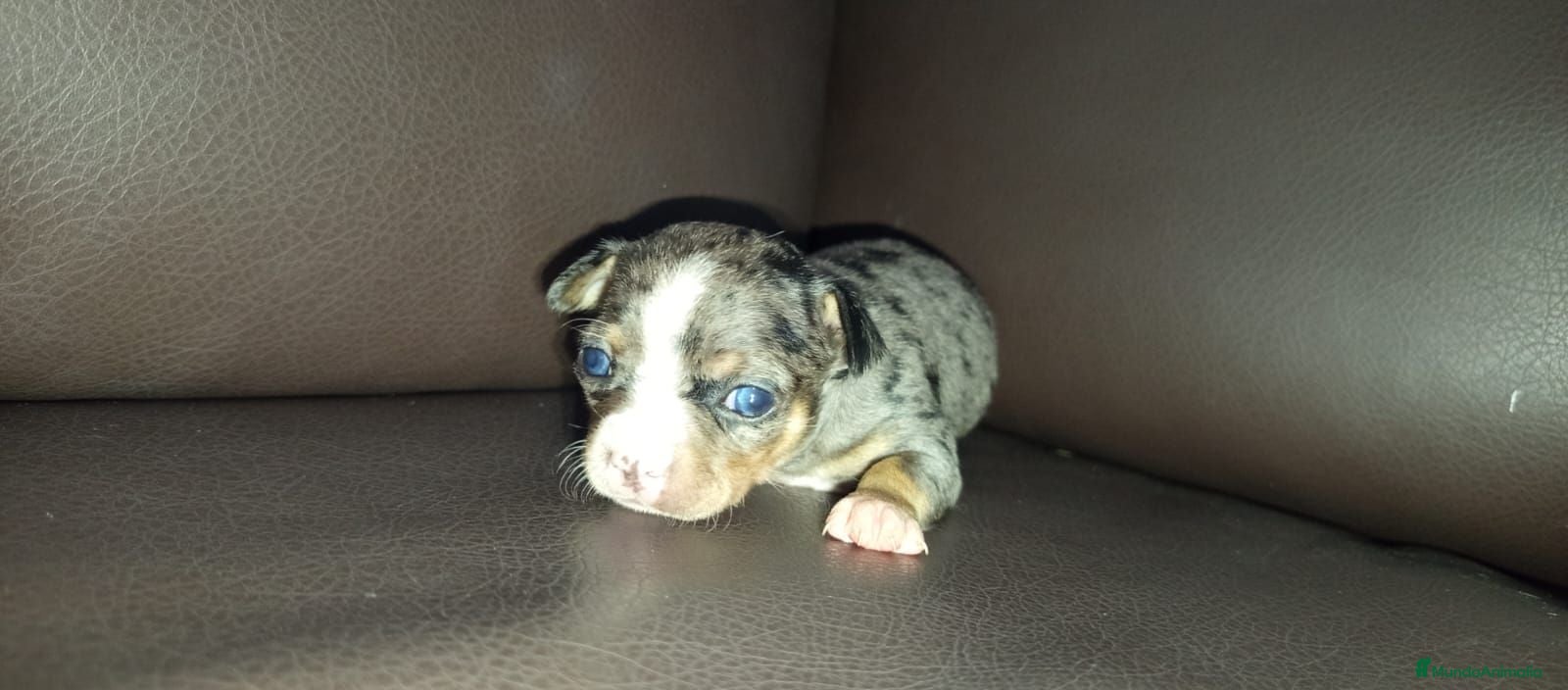 Chihuahua perros Chihuahuas toy - Anuncio 1