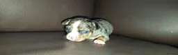 Chihuahua perros en venta: Chihuahuas toy - Anuncio 1