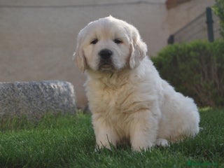 Golden Retriever perros en Madrid - Anuncio 23