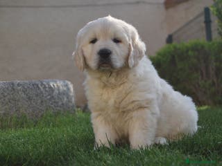 Golden Retriever perros Cachorros de Golden retriever en Madrid - Anuncio 4