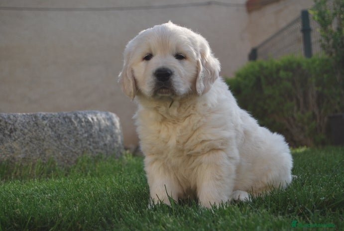 Golden Retriever perros en Madrid - Anuncio 13