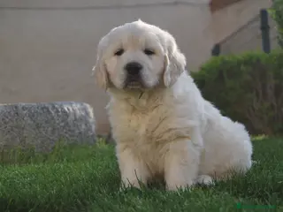 Golden Retriever perros Cachorros de Golden retriever en Madrid - Anuncio 6