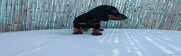 Teckel Miniatura perros en venta: Teckel miniaturas  en Badajoz - Anuncio 1