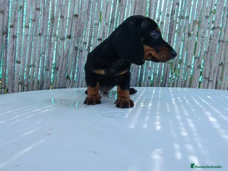 Teckel Miniatura perros en Badajoz - Anuncio 12