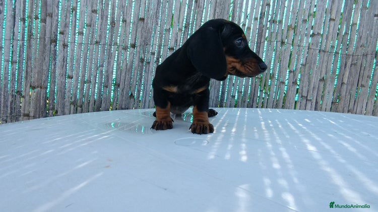 Teckel Miniatura perros en Badajoz - Anuncio 19