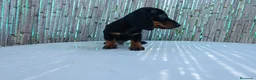 Teckel Miniatura perros en venta: Teckel miniaturas  en Badajoz - Anuncio 1
