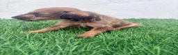 Raza Mixta perros en venta: Pootalian - Anuncio 6