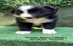 Border Collie perros en venta: Border Collie De Villa Biznaga - Imagen 6