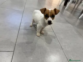 Jack Russell Terrier perros JACK RUSSELL TERRIER - Anuncio 1