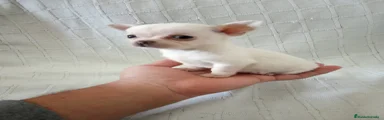 Chihuahua 1