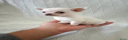 Chihuahua perros en venta: PRECIOSOS CHIHUAHUA RUSO Y ASIÁTICO  - Anuncio 10