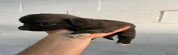 Pastor del Cáucaso perros en venta: Pastor del Caucaso de excelente línea  - Anuncio 2