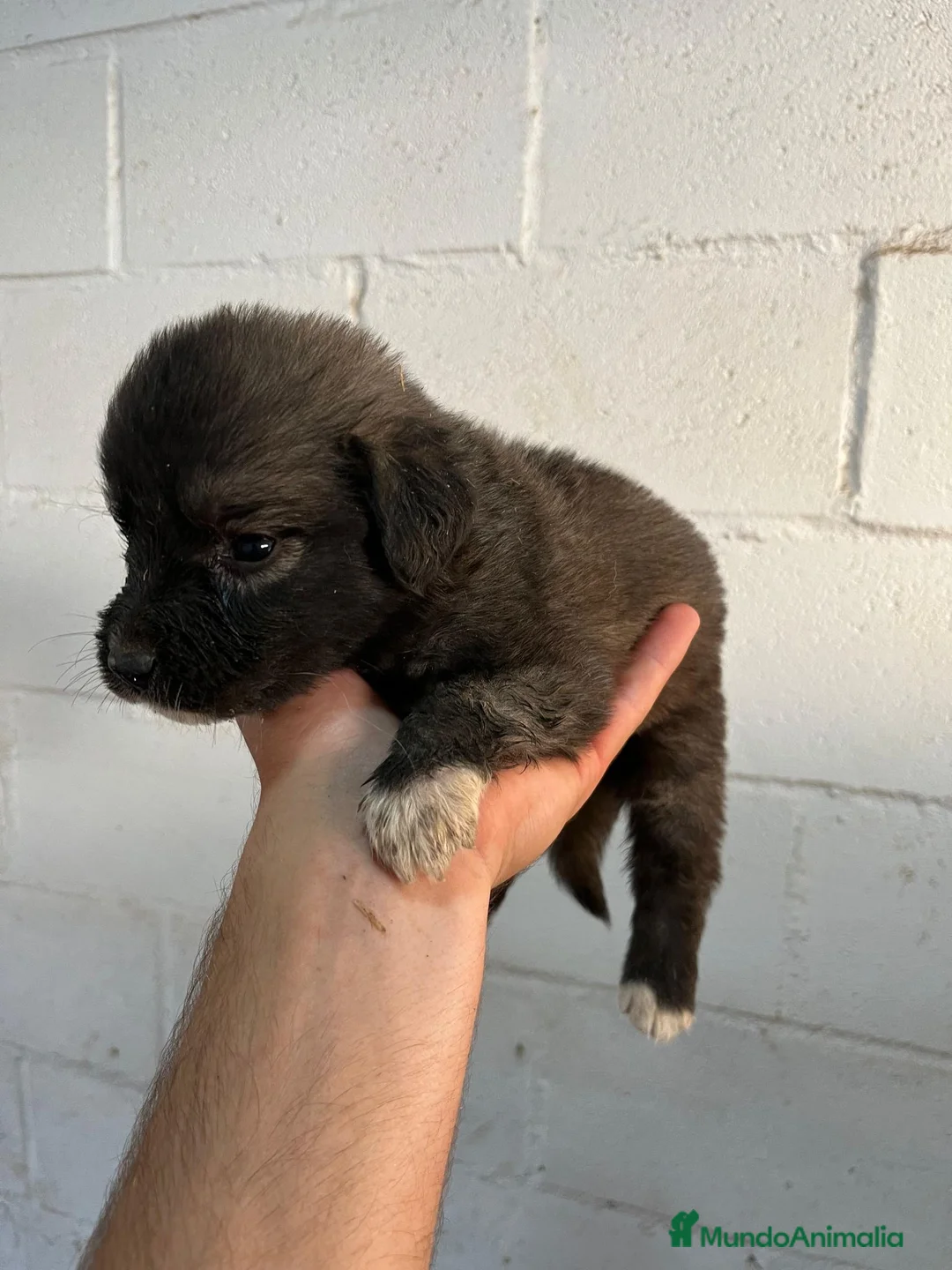 Pastor del Cáucaso perros en venta: Pastor del Caucaso de excelente línea  - Anuncio 2