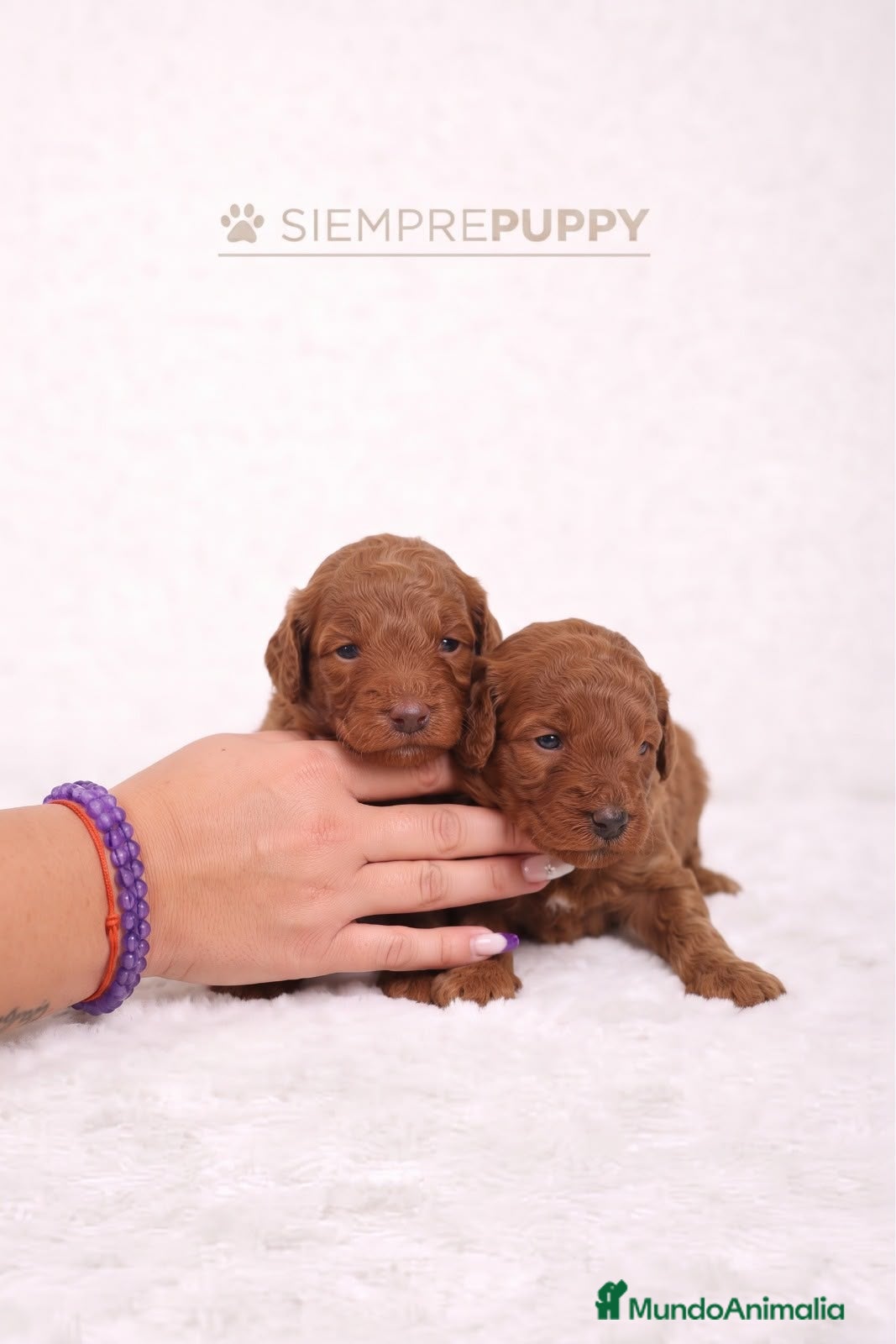 Caniche Toy perros CANICHE TOY ROJO PIMENTÓN - Anuncio 2