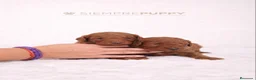 Caniche Toy perros en venta: CANICHE TOY ROJO PIMENTÓN - Anuncio 1