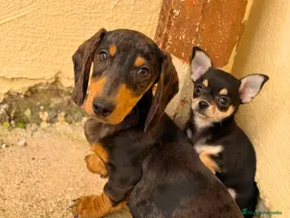 Teckel Miniatura perros Teckel kanichen macho arlequín plata - Anuncio 9