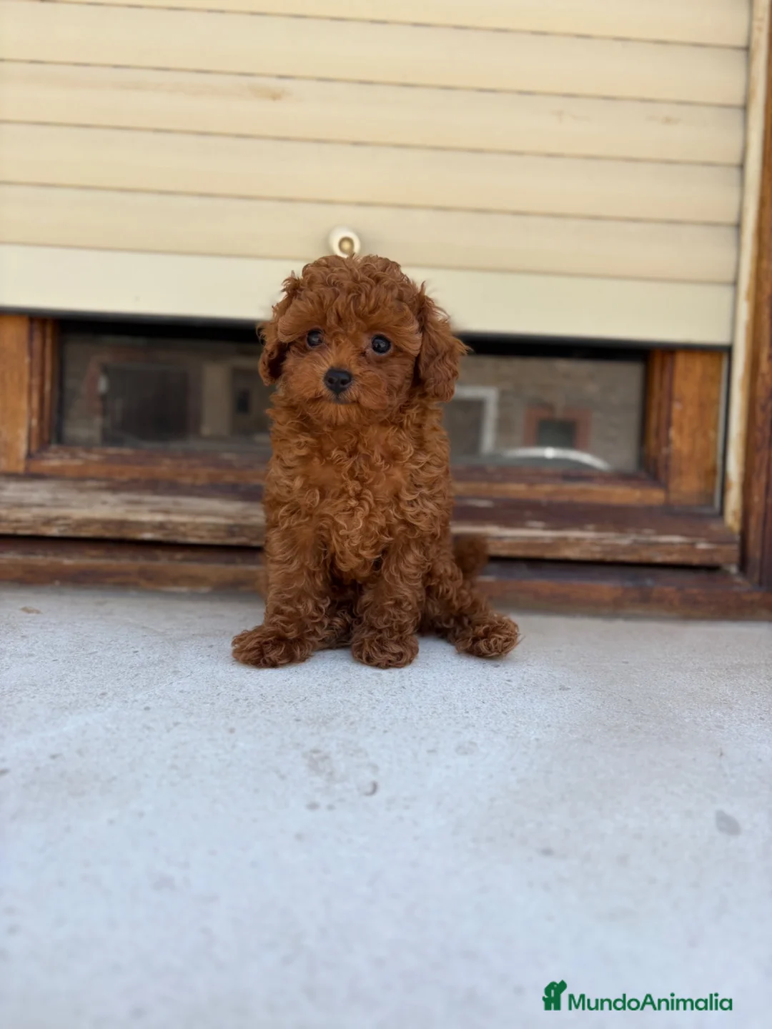 Caniche Toy perros en venta: Caniche Toy rojo - Anuncio 1