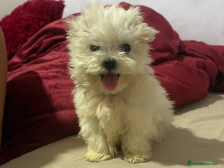 Bichón Maltés perros Bichon maltés Toy machos y hembras - Anuncio 1