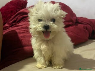 Bichón Maltés perros Bichon maltés Toy machos y hembras - Anuncio 5