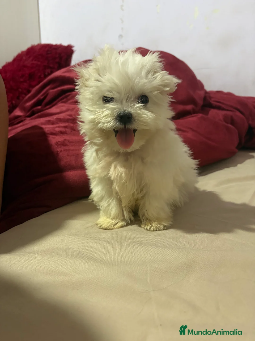 Bichón Maltés perros en venta: Bichon maltés Toy machos y hembras  - Anuncio 1