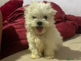 Bichón Maltés perros Bichon maltés Toy machos y hembras - Anuncio 23