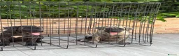 Presa Canario perros en venta: Cachorros de presa canario  - Anuncio 7