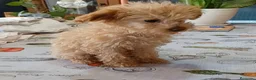 Caniche Toy perros en venta: Caniche toy - Anuncio 1