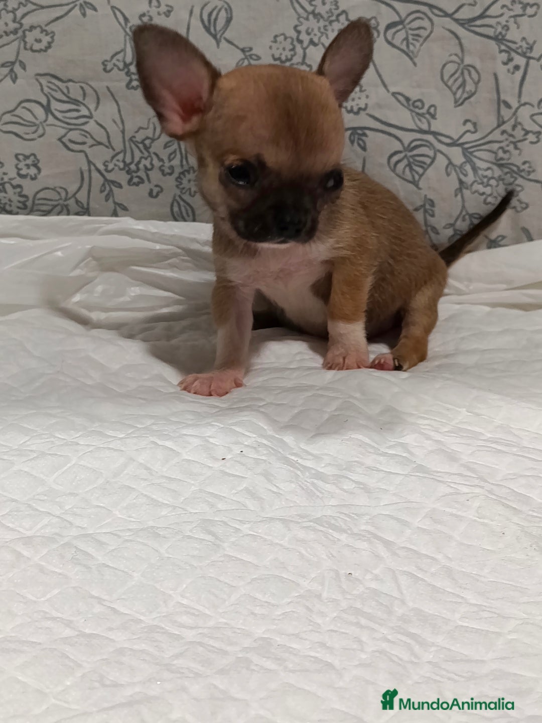 Chihuahua perros en venta: Chihuahua micro Toy hembra  - Imagen 7