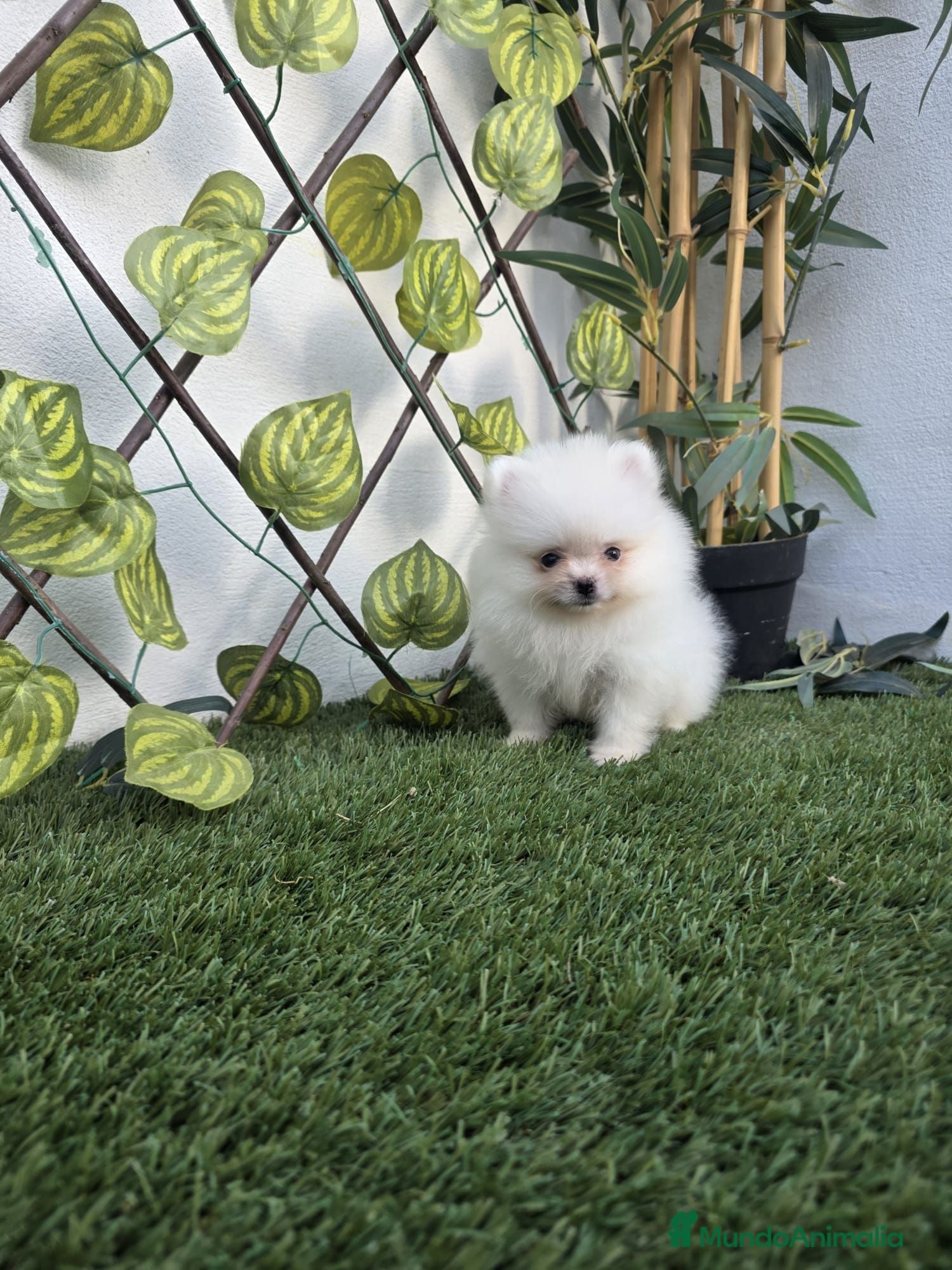 Pomerania perros LULU DE POMERANIA - Anuncio 11
