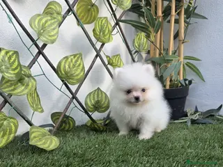 Pomerania perros LULU DE POMERANIA - Anuncio 11