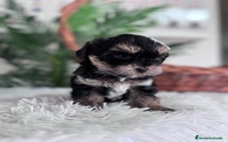 Raza Mixta perros en venta: YORKIPOO - Anuncio 16