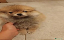 Pomerania perros en venta: Último hembra pomerania toy - Imagen 6