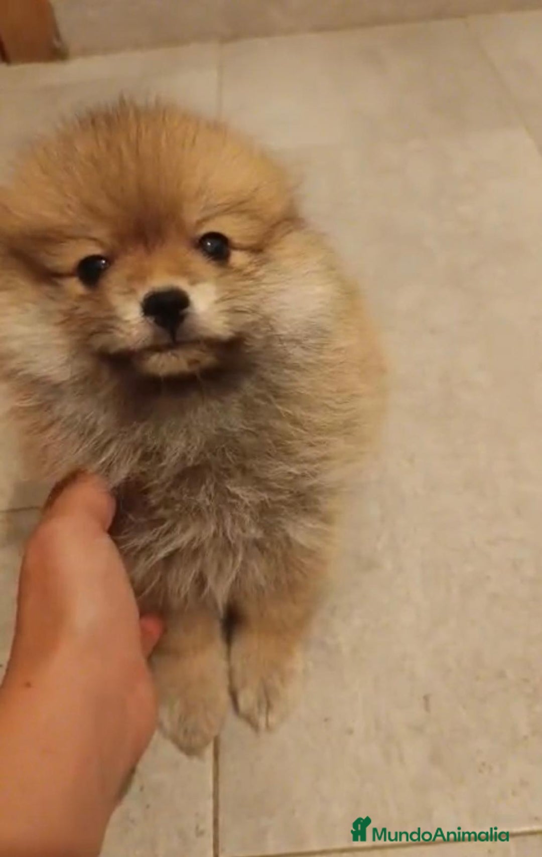 Pomerania perros en venta: Último hembra pomerania toy - Imagen 6