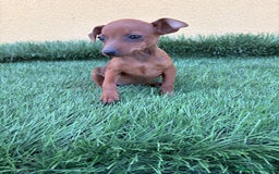 Pinscher Miniatura perros en venta: macho y hembra pinscher miniatura o mini pinscher - Imagen 9