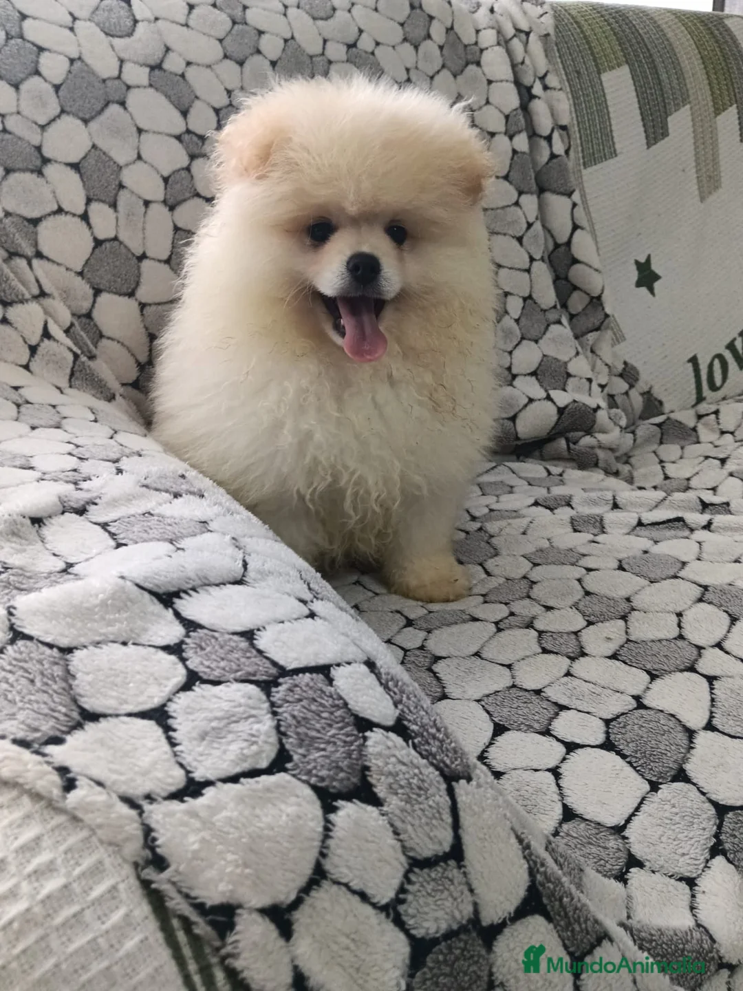 Pomerania perros en venta: Lulu Pomerania cara de oso  - Anuncio 5